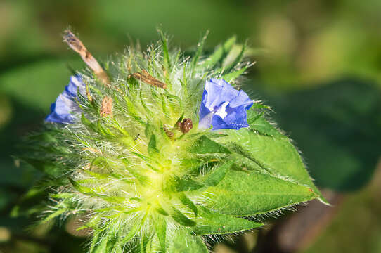 Plancia ëd Jacquemontia sphaerostigma (Cav.) Rusby