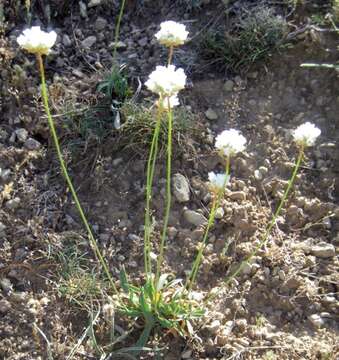 Image of Armeria alliacea (Cav.) Hoffmanns. & Link