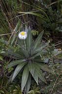 Image of Celmisia semicordata Petrie