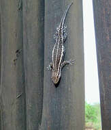 Image of Cape dwarf gecko