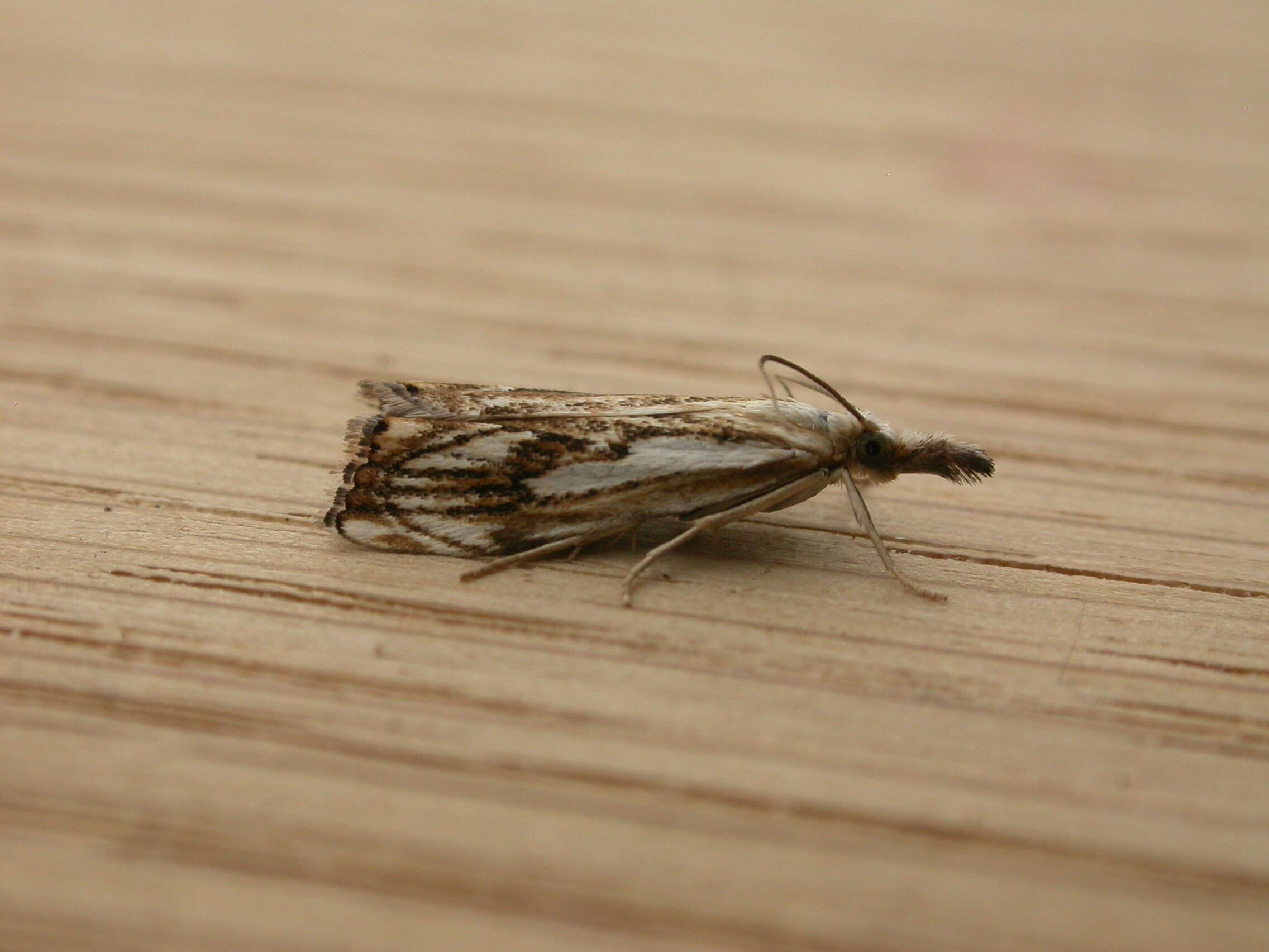 Image of Catoptria