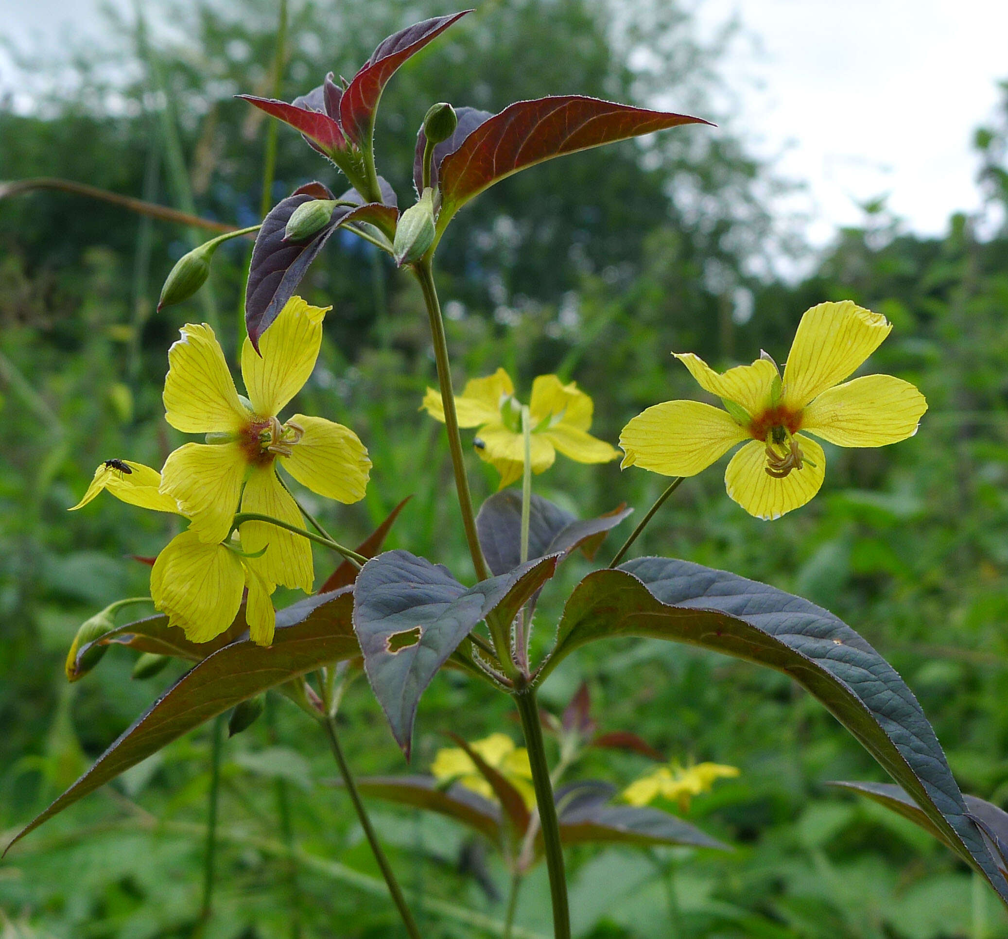 Image of fringed loosestrife