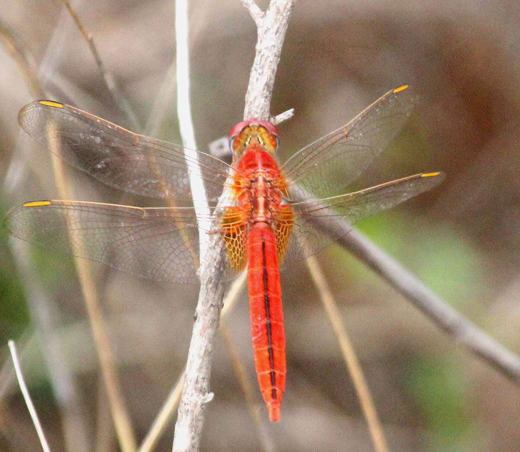 Image of Crocothemis Brauer 1868