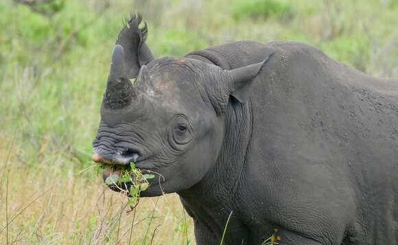 Image of Black Rhinoceros