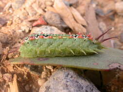 صورة Doratifera quadriguttata Walker 1855