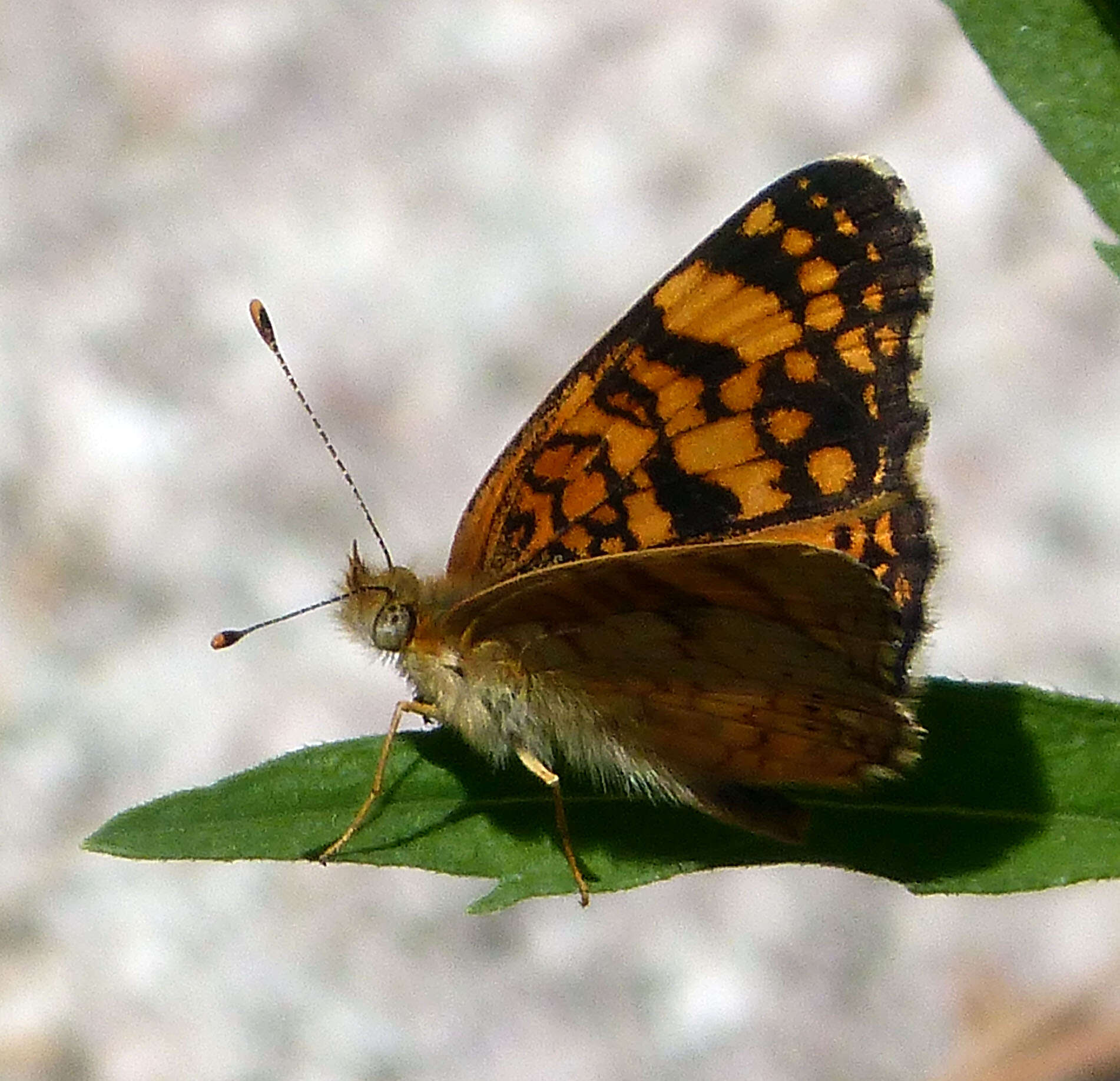 Phyciodes mylitta thebais resmi