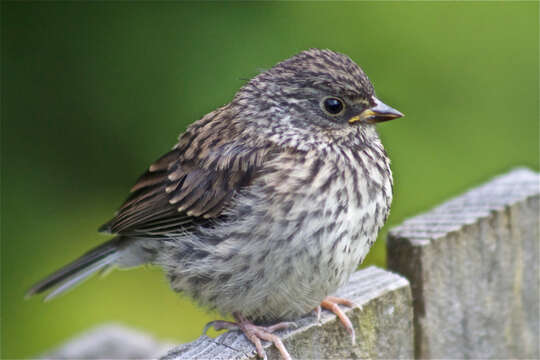 Image of juncos