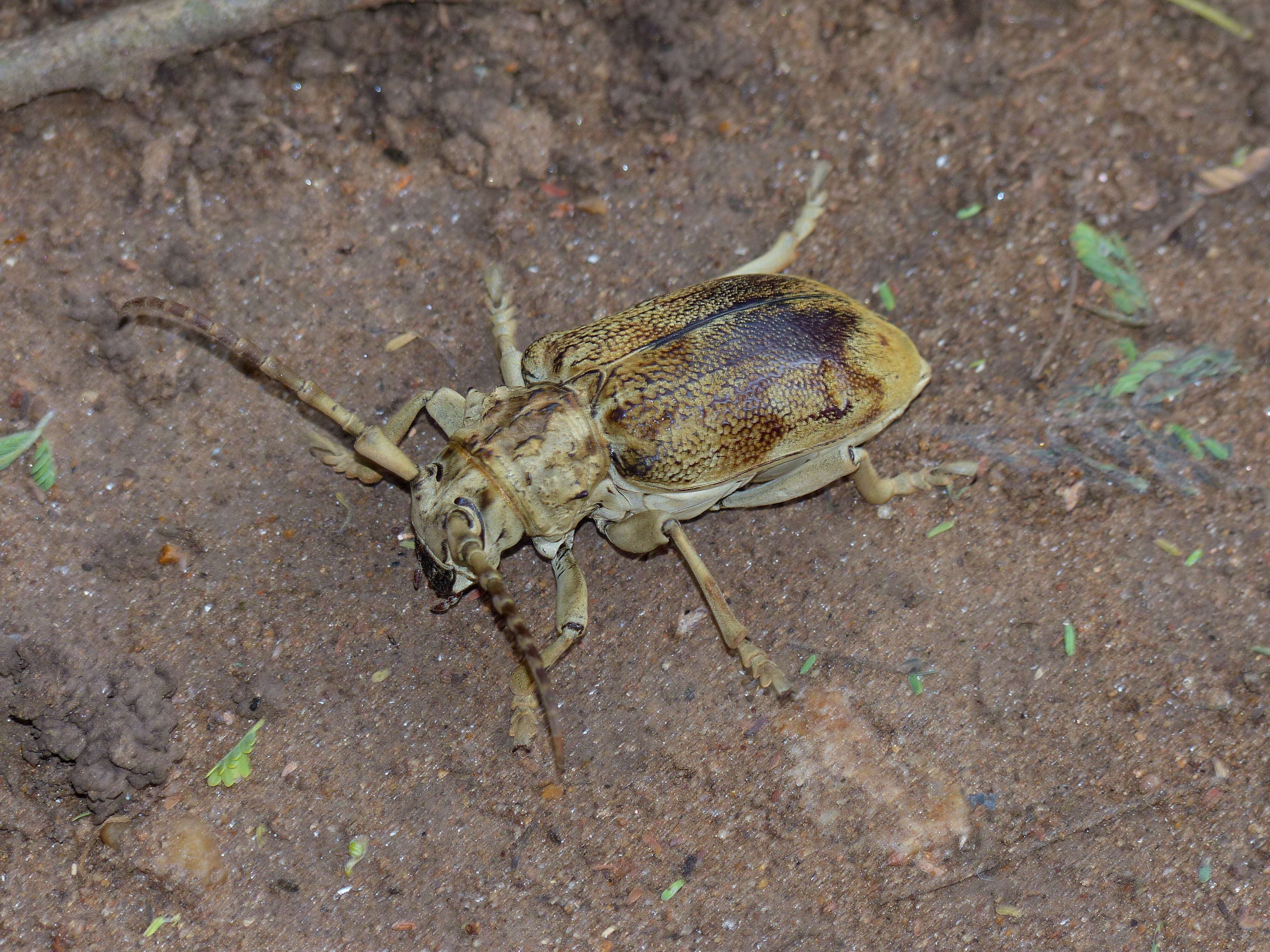 Image of Phryneta obesa (Westwood 1843)