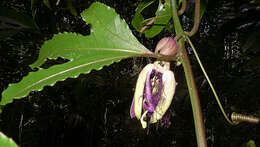 Image de Passiflora cacao Bernacci & M. M. Souza