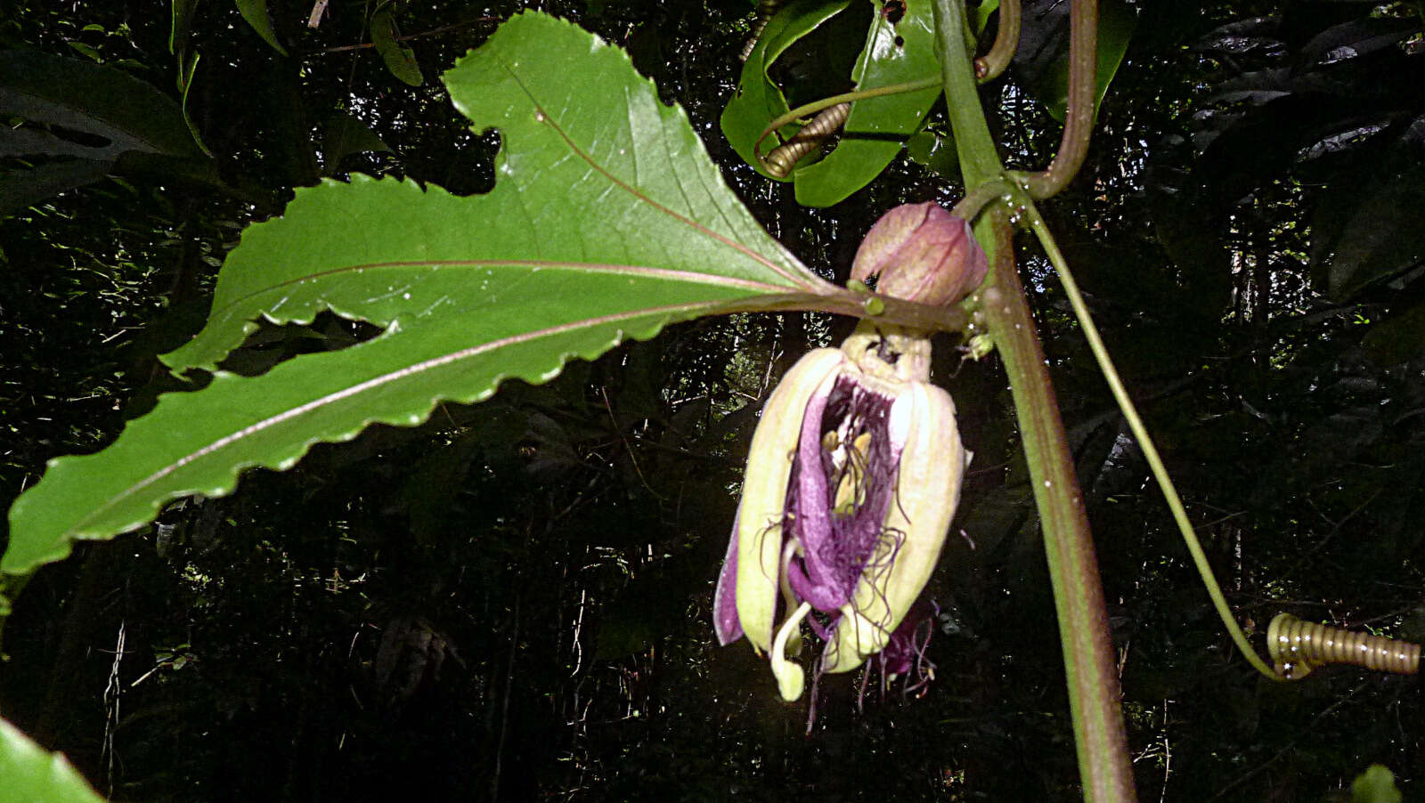 Image of Passiflora cacao Bernacci & M. M. Souza