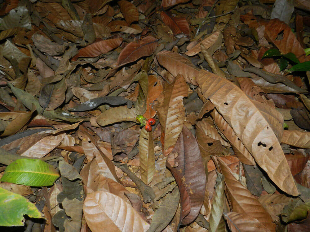 Image of Perebea xanthochyma Karst.