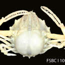 Image of spurfinger purse crab