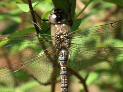 Image of hawker dragonfly