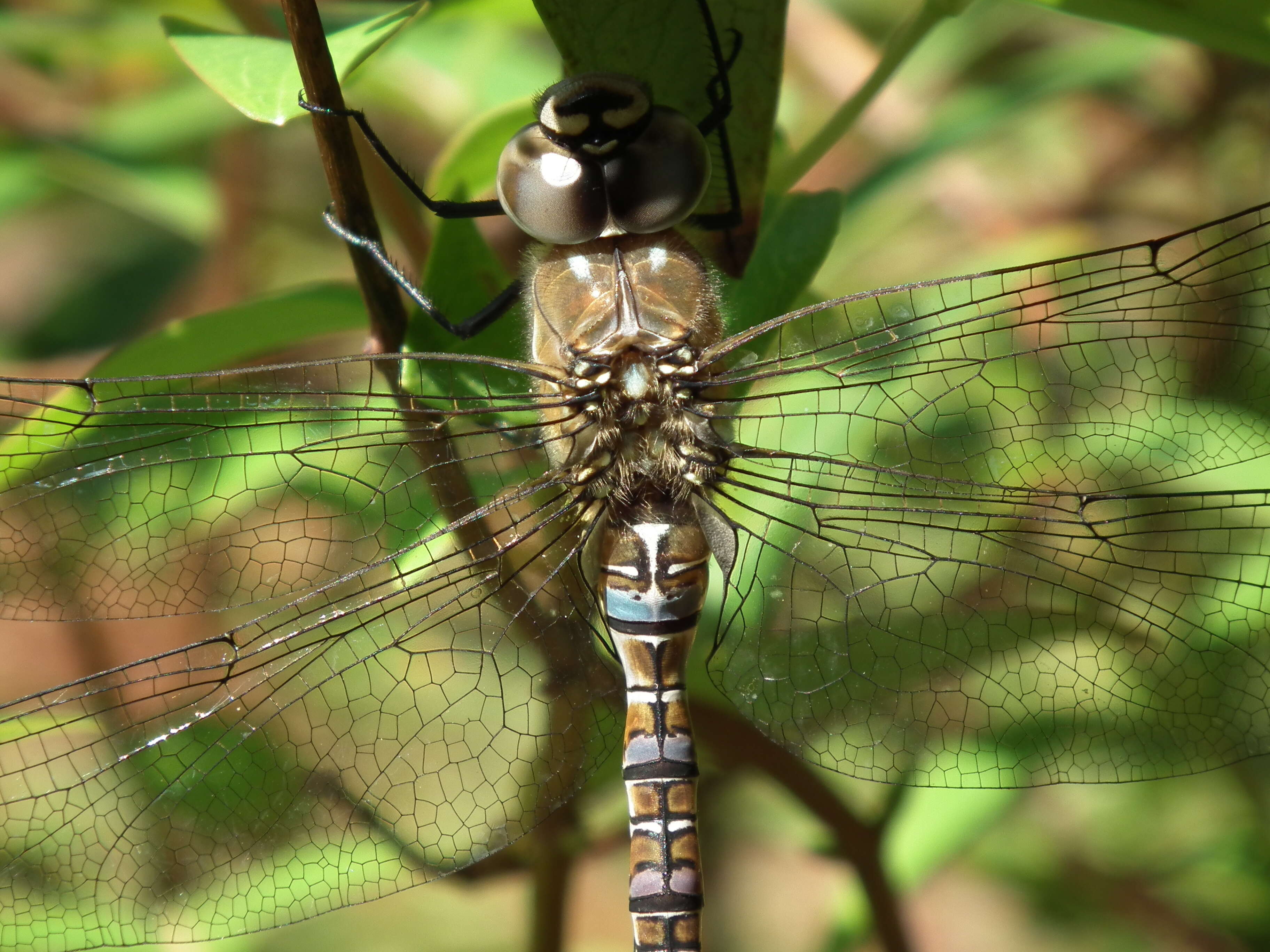 Image of Migrant Hawker