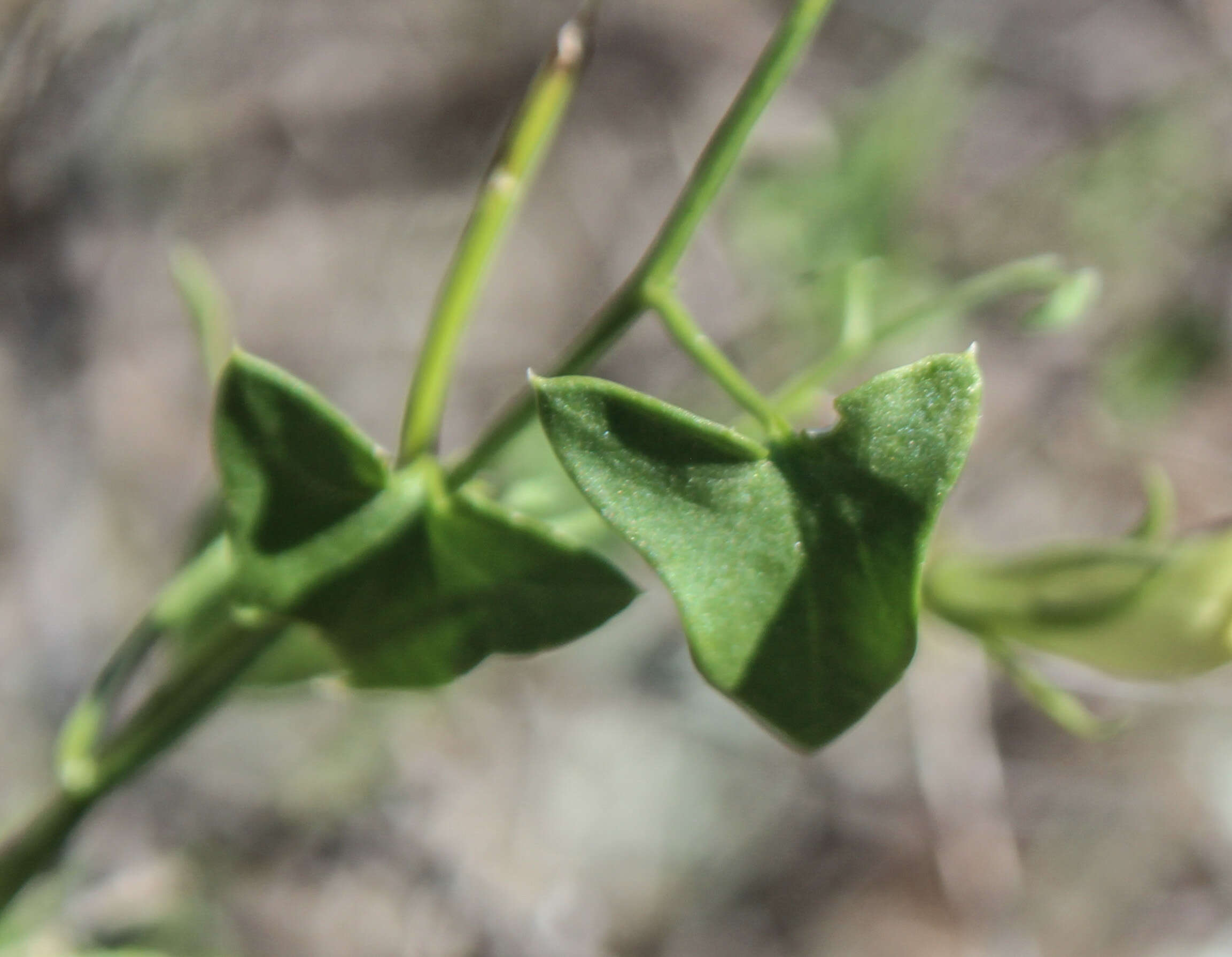 Image of Magnoliophyta