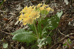 Image of elatior hybrid primroses