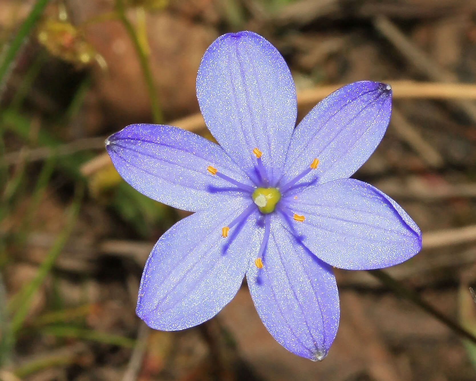 Image of Chamaescilla