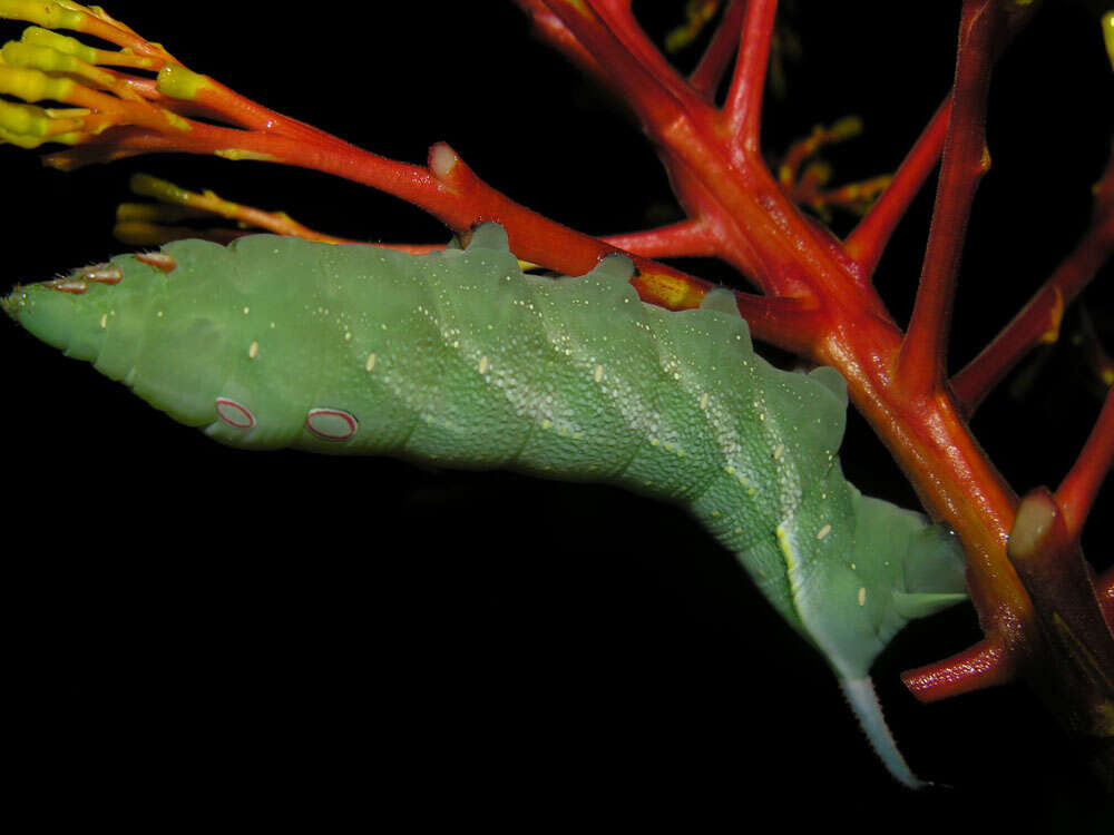 Palicourea guianensis Aubl.的圖片