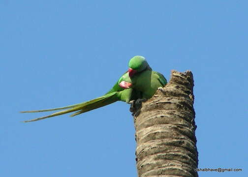 Image of Alexandrine Parakeet