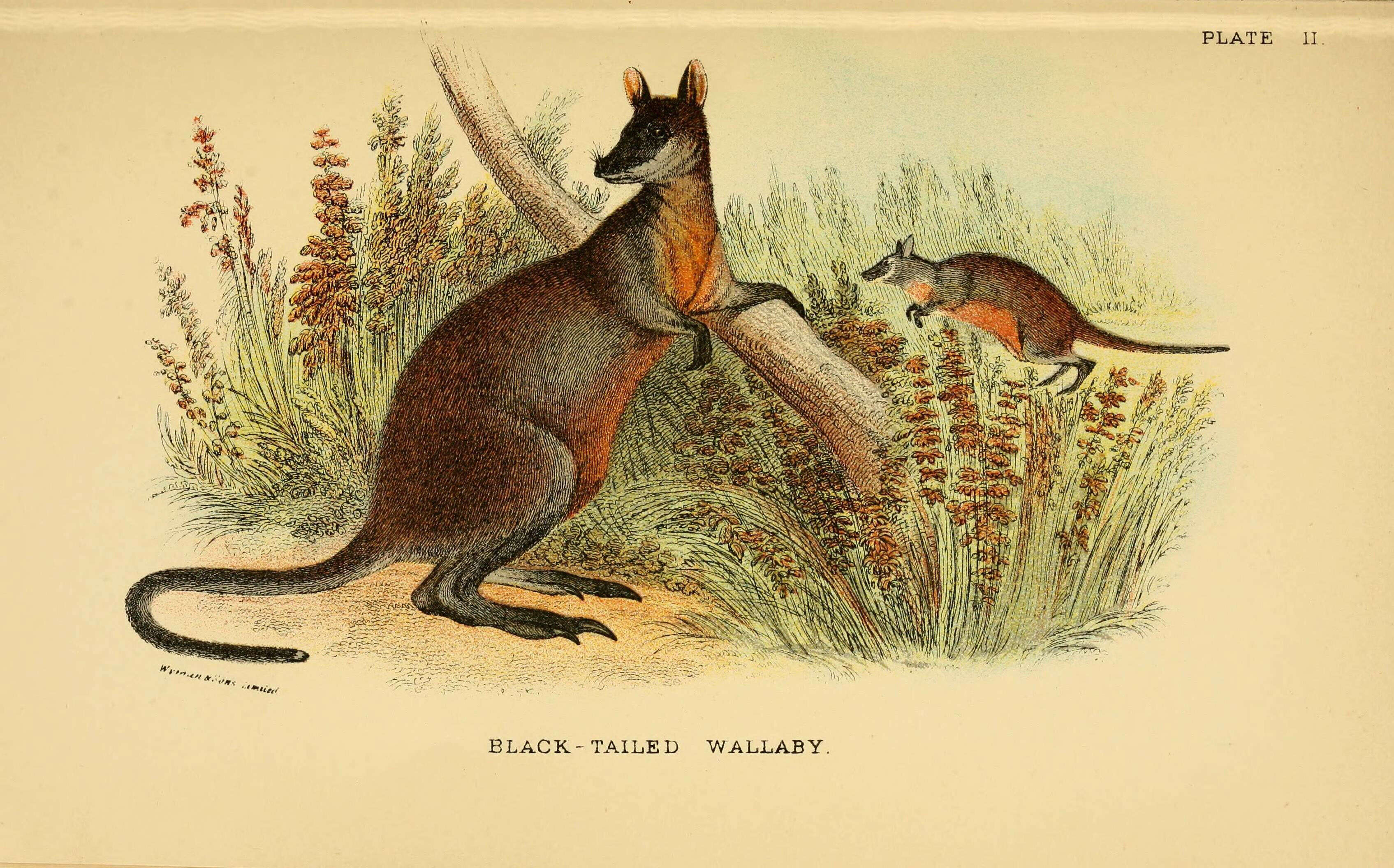 Image of <i>Macropus ualabatus</i>