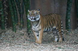 Image of Sumatran Tiger