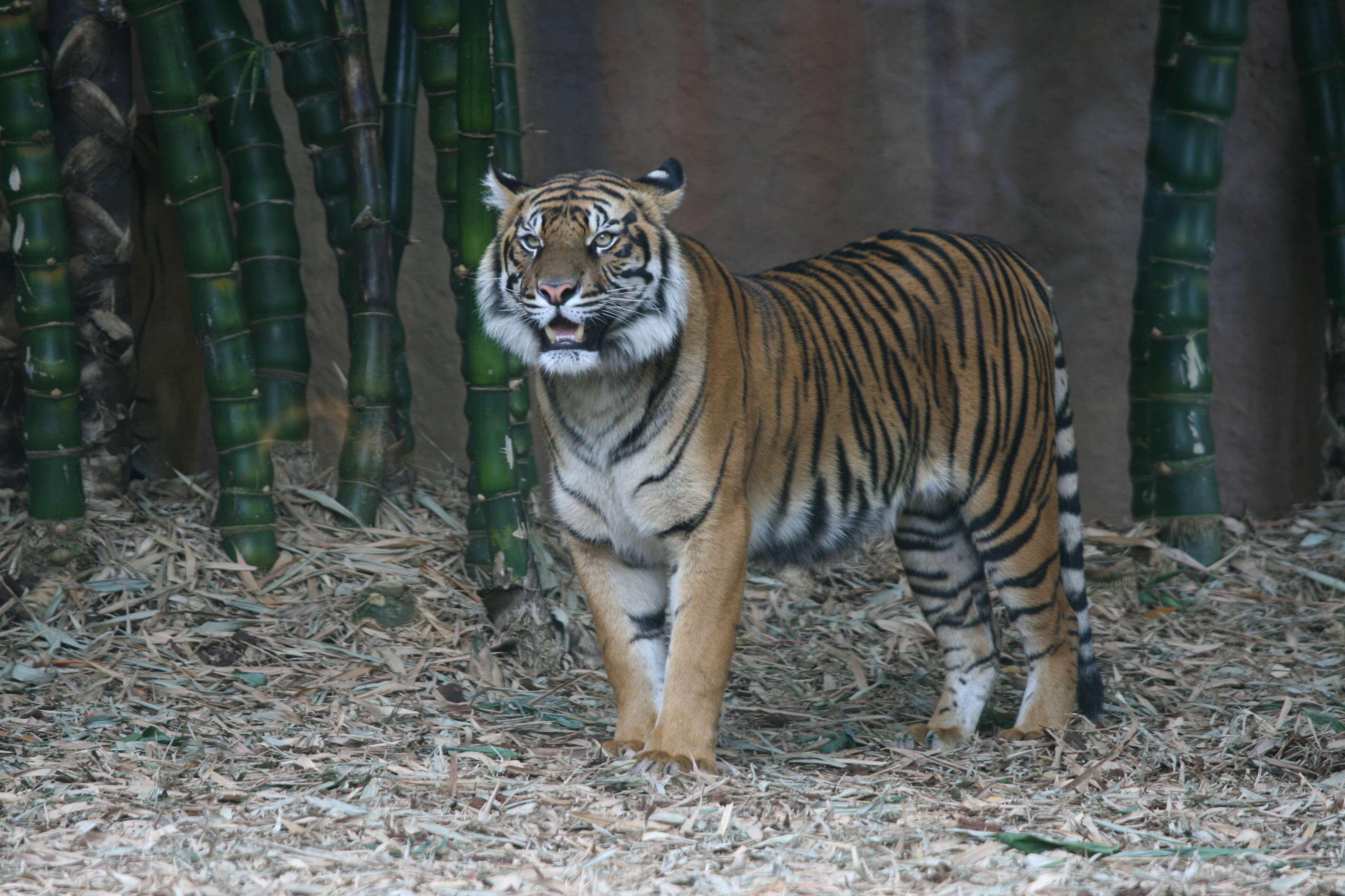 Imagem de Tigre-de-sumatra