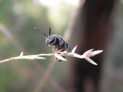 Image of Lasioglossum