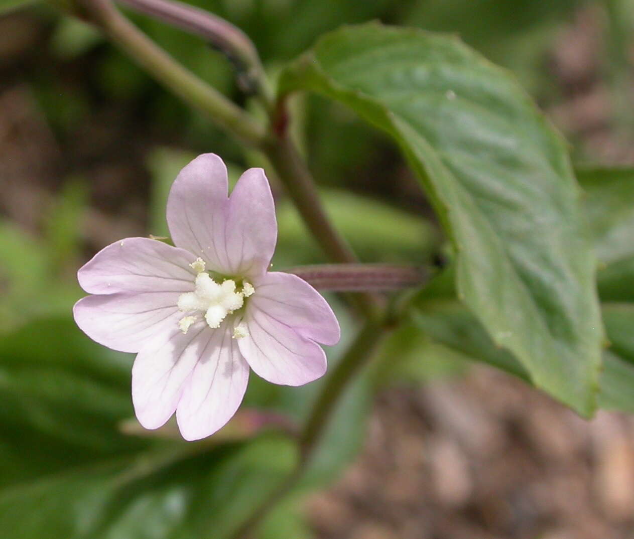 Epilobium montanum L. resmi