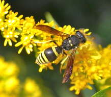 Image of Ancistrocerus nigricornis (Curtis 1826)