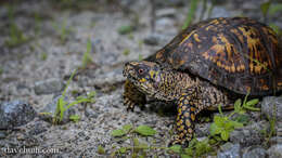 Image of American Box Turtle