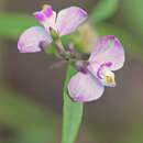 Слика од Asemeia violacea (Aubl.) J. F. B. Pastore & J. R. Abbott