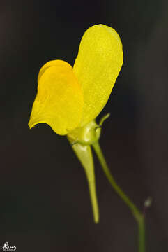 Image of ballast toadflax
