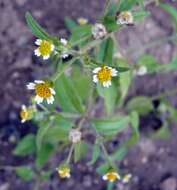 Image of gallant soldier