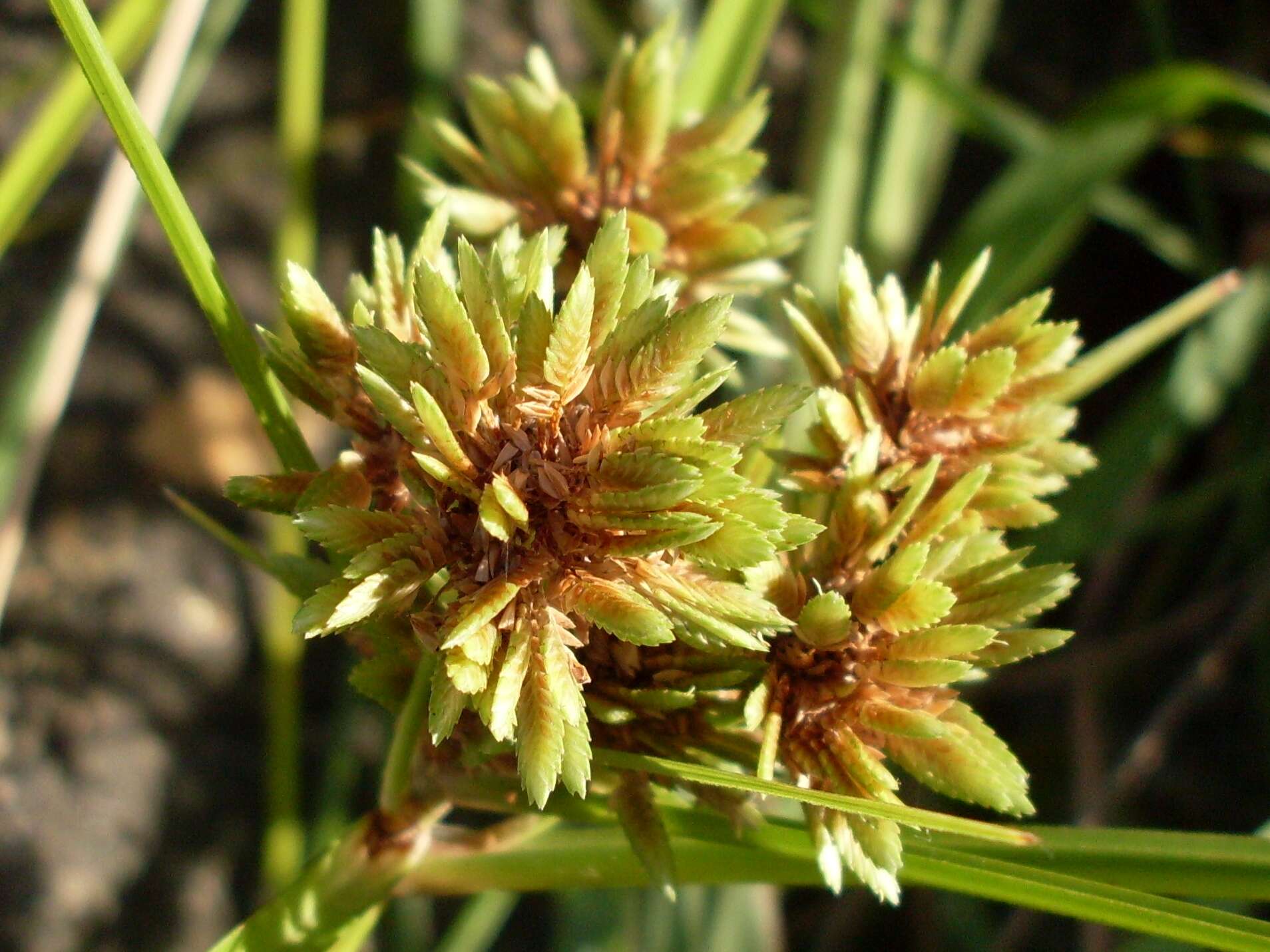 Слика од Cyperus eragrostis Lam.