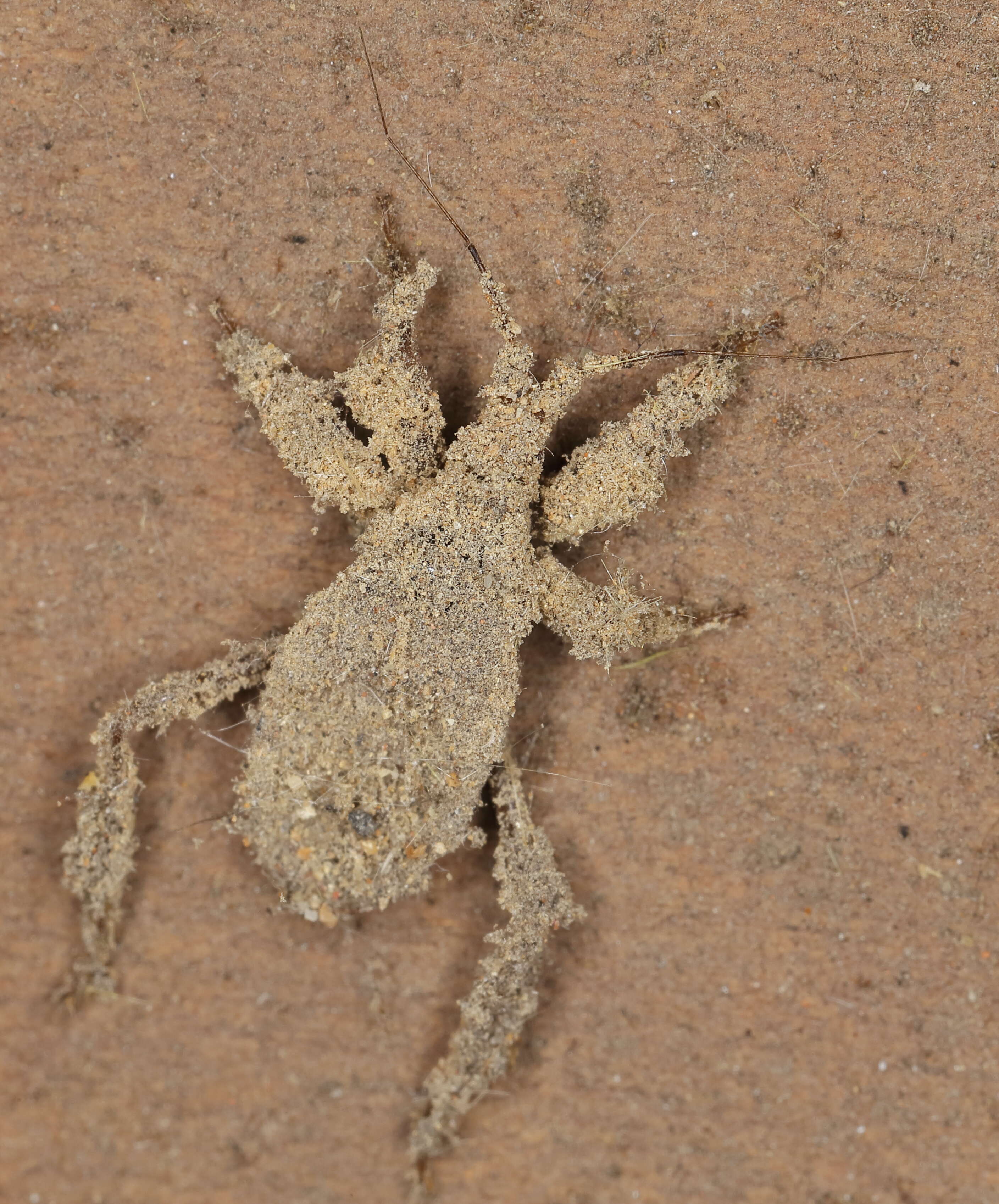 Image of assassin bug