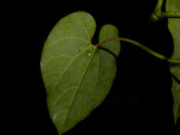 Image of Aristolochia leuconeura Linden