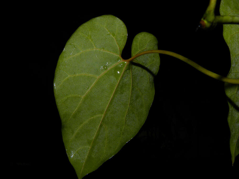 Image of Aristolochia leuconeura Linden