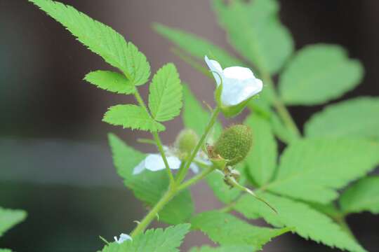 Rubus rosifolius var. rosifolius resmi