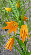 Image of flame lily