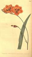 Image of Flame freesia