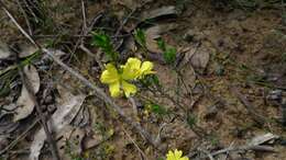 Image of Hibbertia fasciculata R. Br. ex DC.
