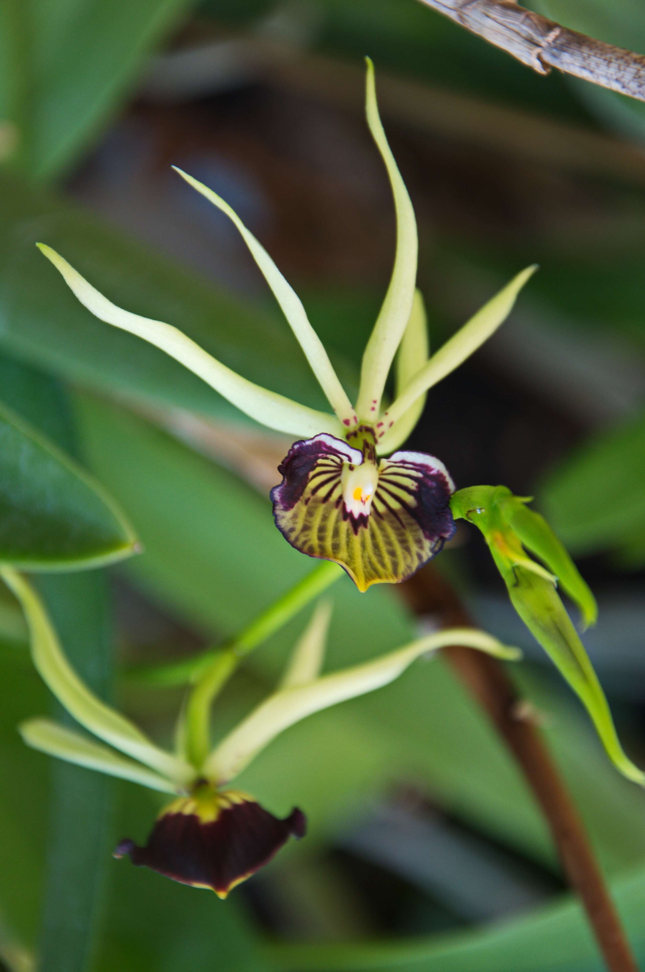 Image of appendage orchid