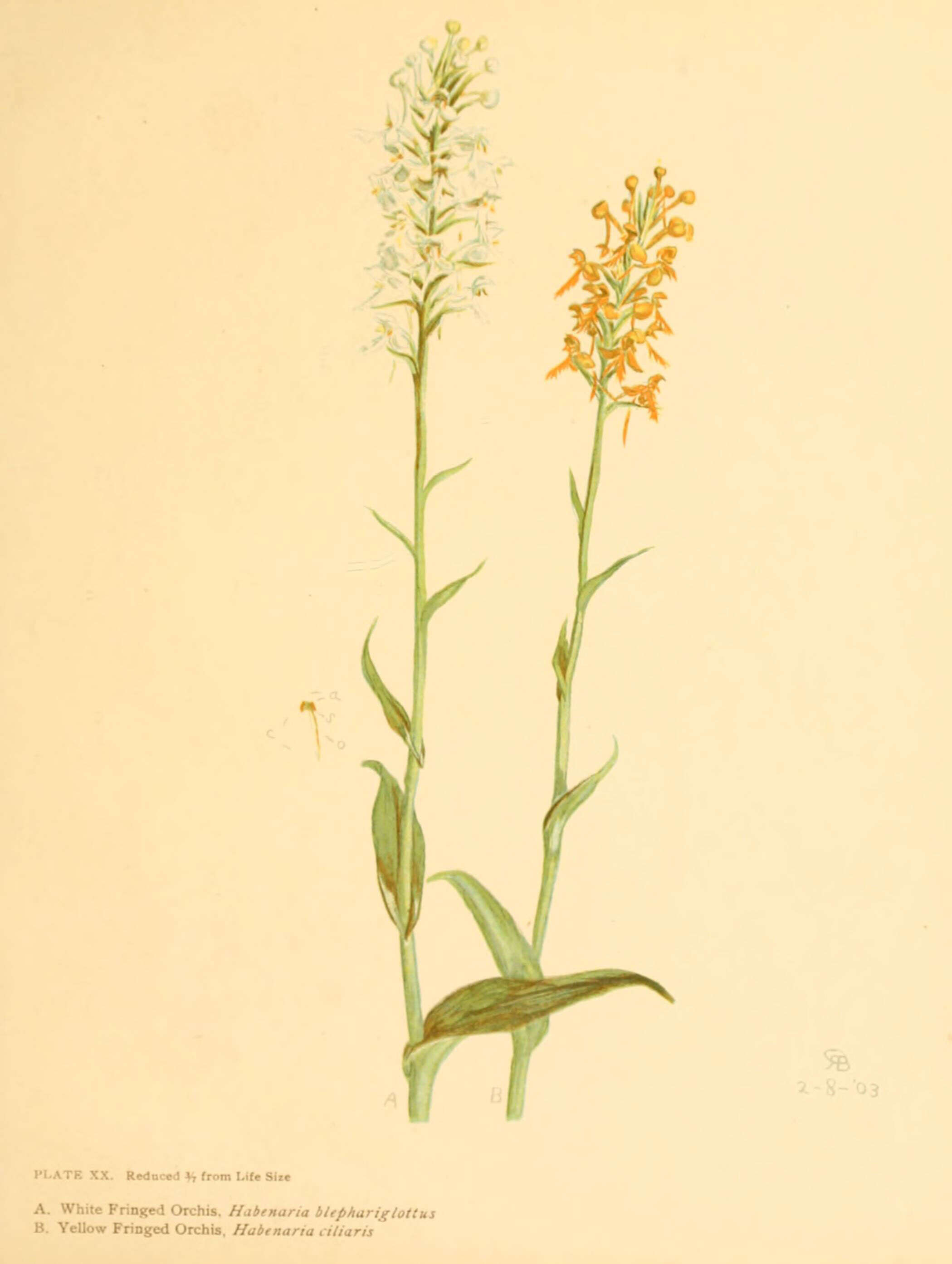 Image of white fringed orchid