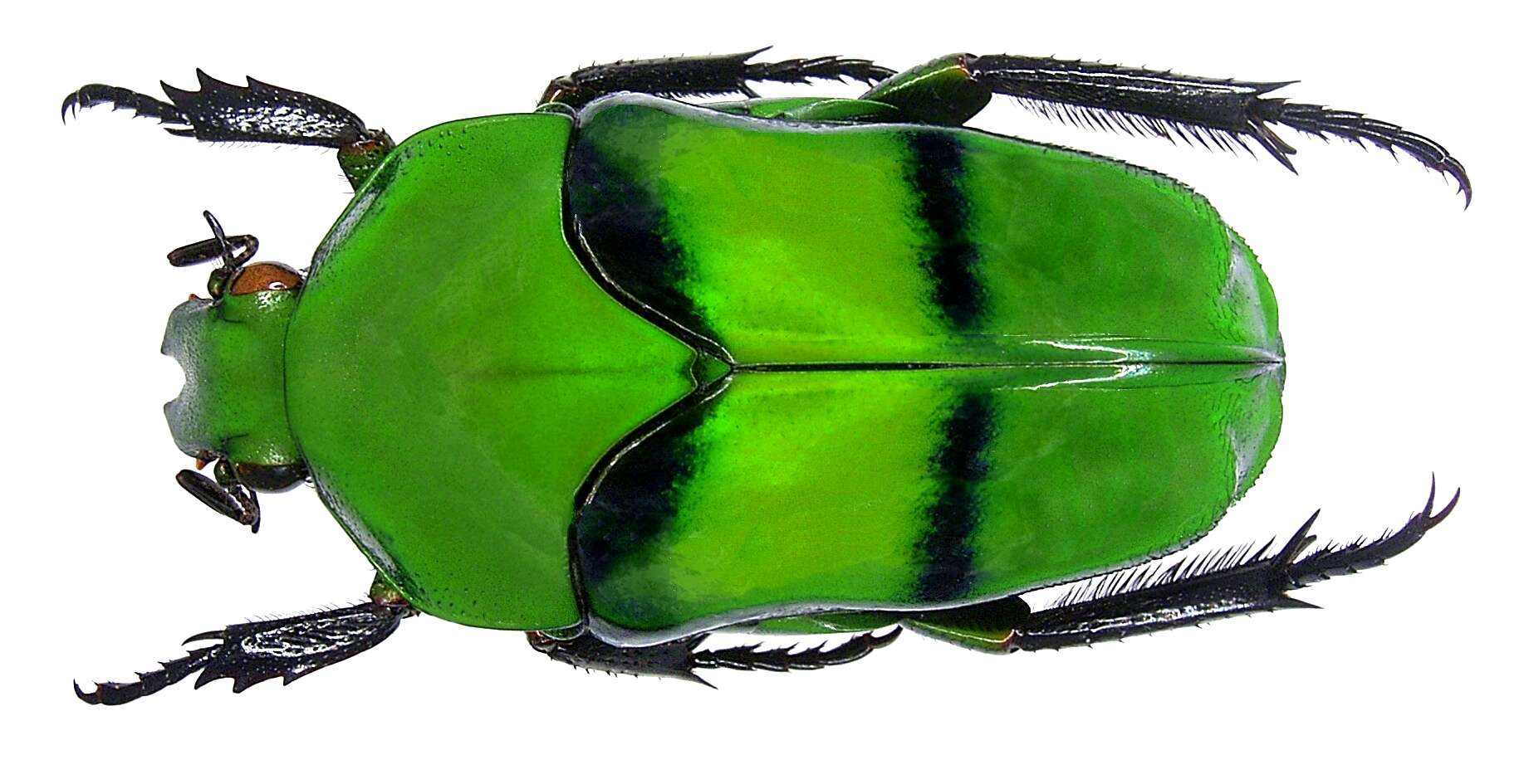 Sivun Ischiopsopha bifasciata (Quoy & Gaimard 1824) kuva