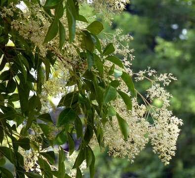 Imagem de Fraxinus griffithii C. B. Clarke