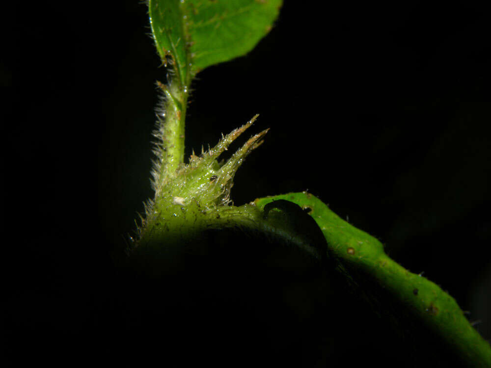 Image of Psychotria acicularis C. M. Taylor