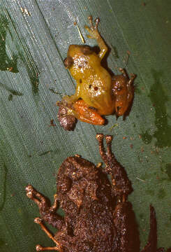 Image of Pristimantis Jiménez de la Espada 1870