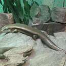 Image of Major Skink