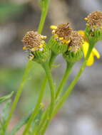 Image of Senecio pyrenaicus L.