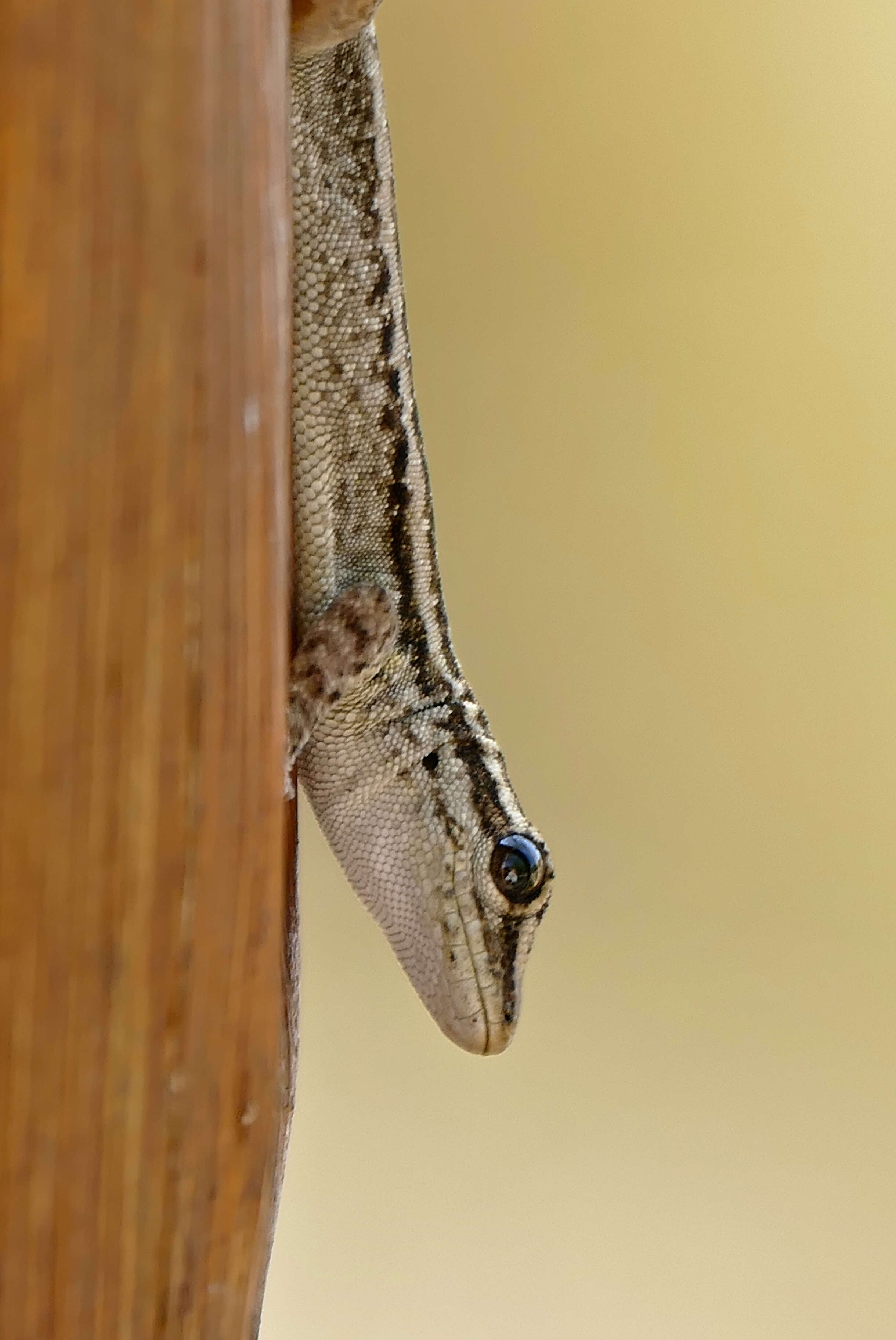 Image of Cape dwarf gecko